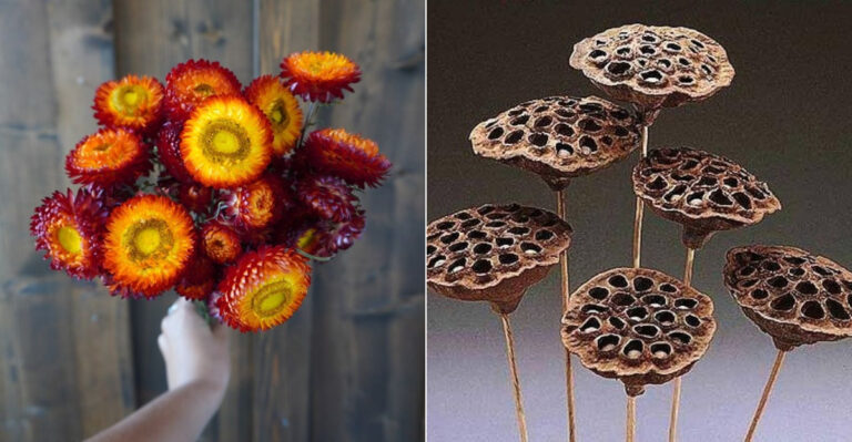 17 Dried Plants That Still Look Stunning (No Water, No Problem)