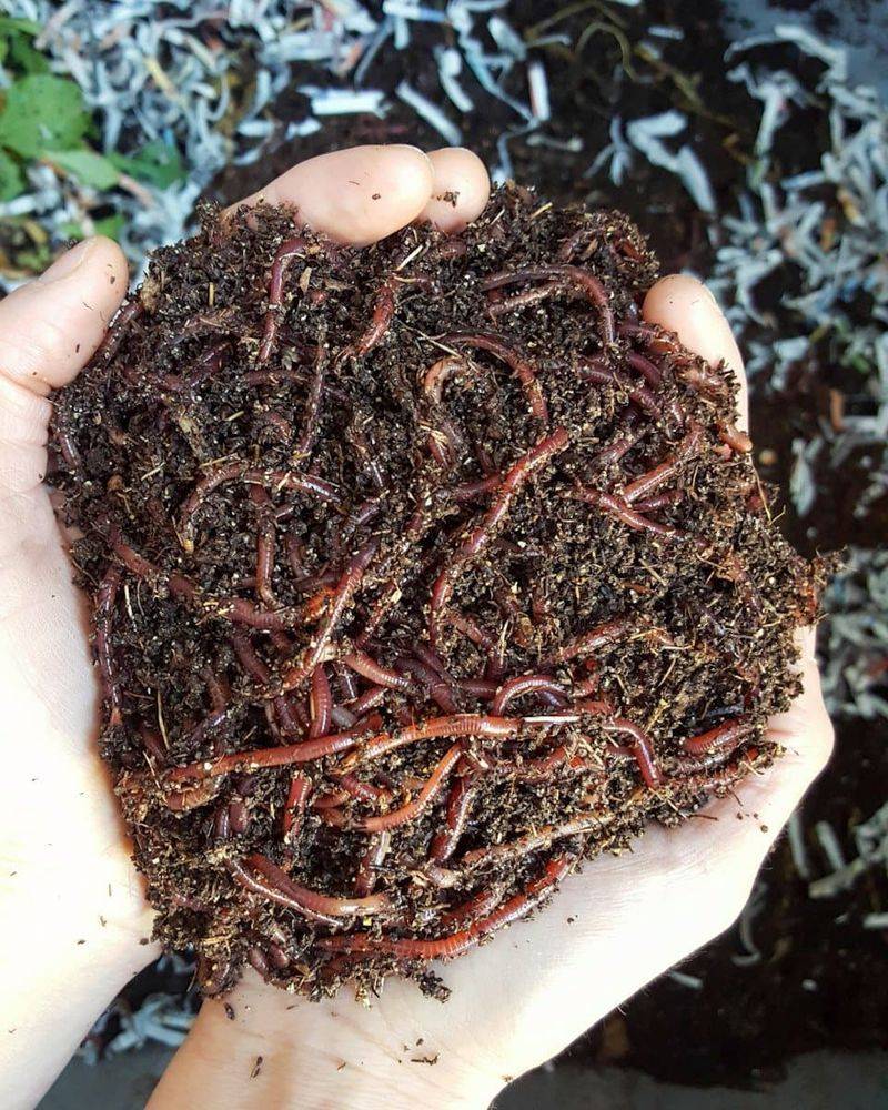 Vermicomposting