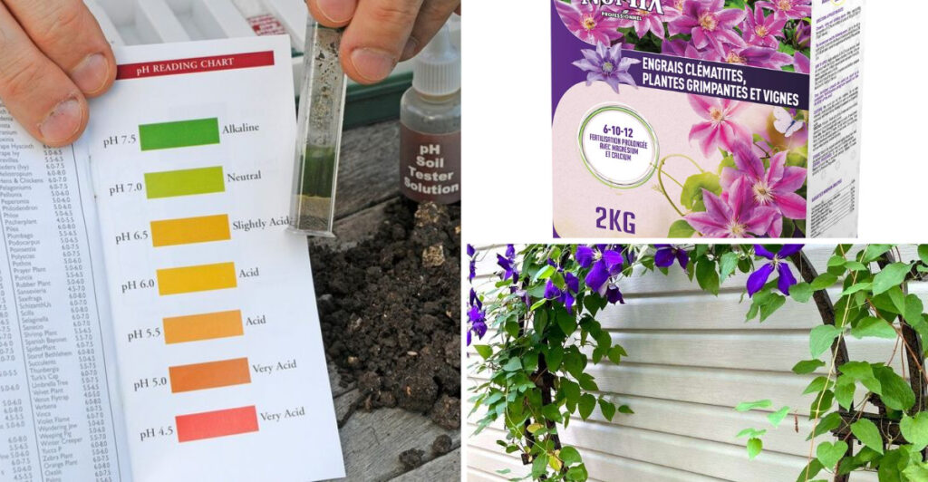 17 Easy Ways To Revive Your Struggling Clematis