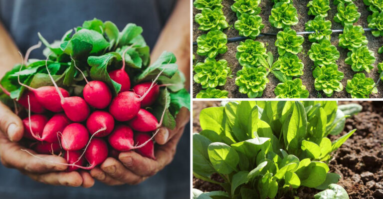 17 Fast-Growing Veggies for Quick Harvests