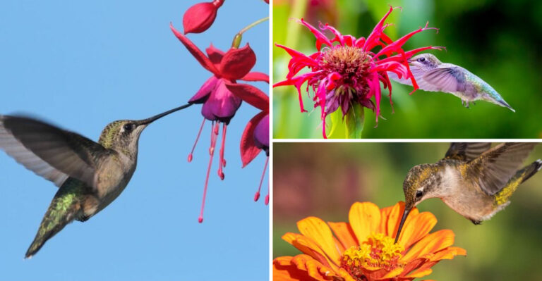 17 Flowers Hummingbirds Choose Over All Others – The Reason Will Amaze You