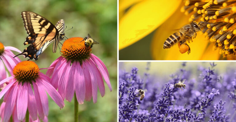 17 Flowers That Turn Your Yard Into a Pollinator Paradise