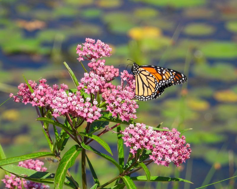 Swamp Milkweed
