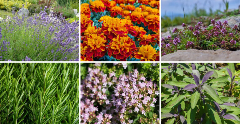 17 Garden Plants Share One Secret – Deer Hate Them — Here’s Why