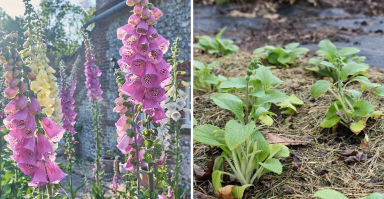 17 Gardening Tips For Growing Lush Groves Of Foxglove Blooms