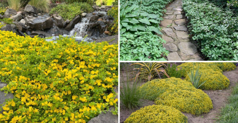 17 Ground Covers Share One Secret – They Strangle Weeds in 30 Days
