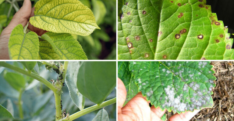 17 Hidden Hydrangea Killers in Your Garden – Plus 13 Growth Boosters That Work