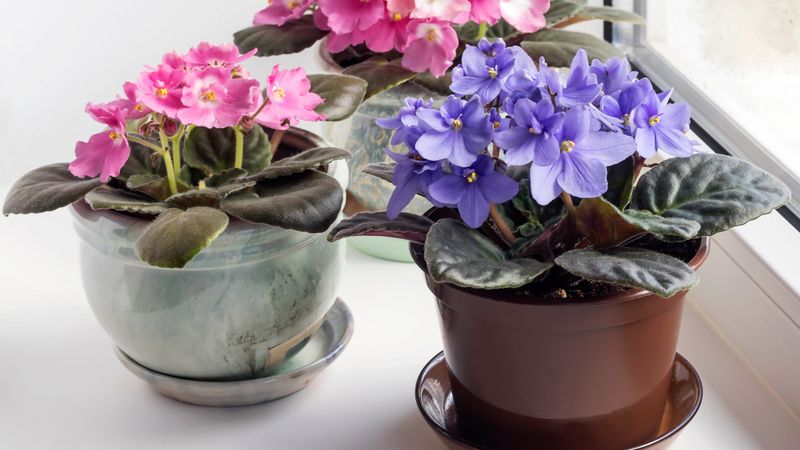 African Violet