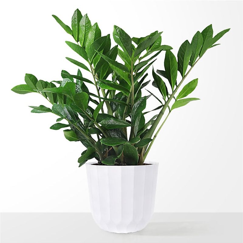 ZZ Plant (Zamioculcas zamiifolia)