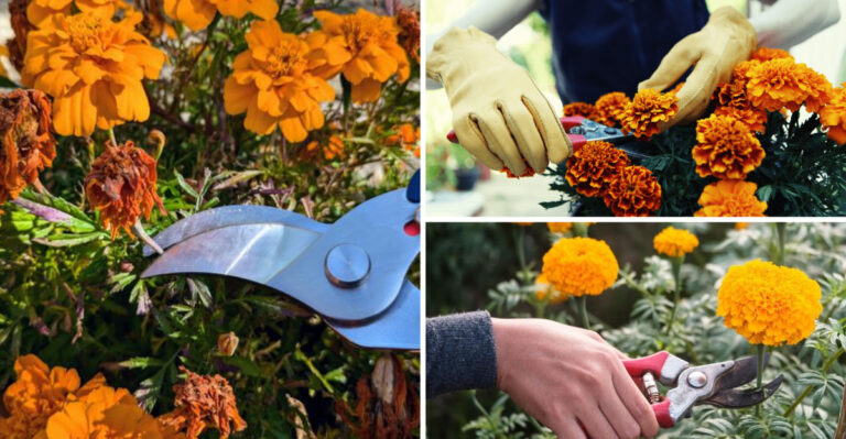 17 Marigold Pruning Secrets That Transform Your Garden Forever