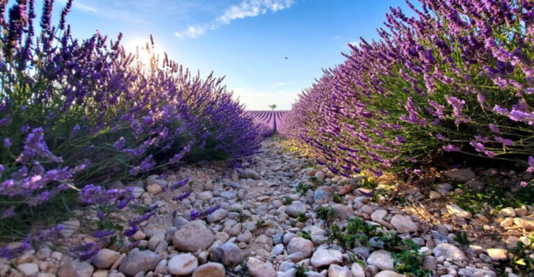 17 Mediterranean Plants That Smell Like Vacation – Grow Them Anywhere