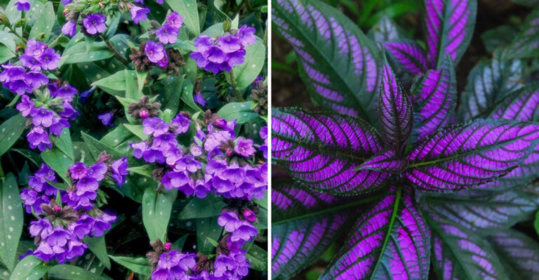 17 Shade Plants That Bloom – And 7 That Just Pretend To
