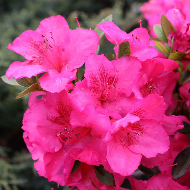 Azalea (Rhododendron spp.)