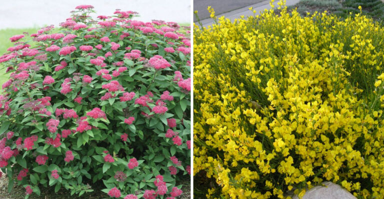 17 Stunning Shrubs That Will Brighten Your Garden with Pink and Yellow Blooms