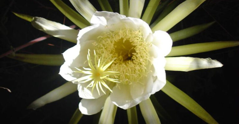 17 Summer Flowers That Smell Like Dessert and Luxury Hotels
