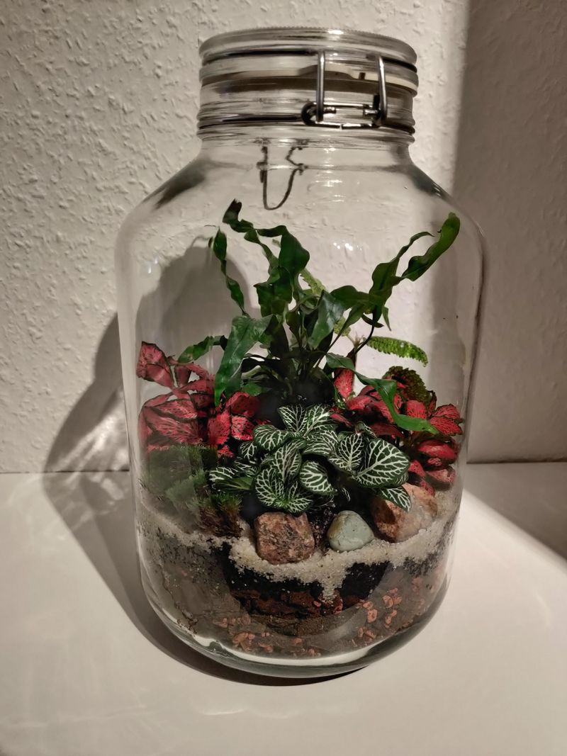 Fittonia (Nerve Plant)