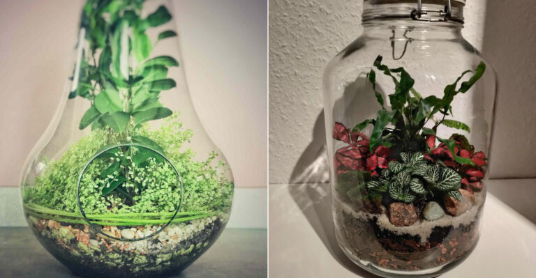 17 Tiny Terrarium Plants For Beautiful Displays