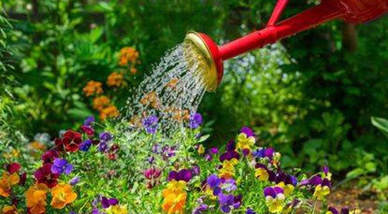 Water Early Morning for Best Results