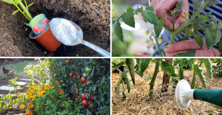 17 Tomato Growing Secrets That Make Gardening Feel Like Cheating
