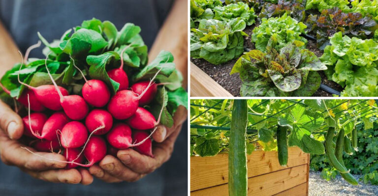 17 Vegetables Gardening Experts Say Are Cheaper To Grow Than Buy