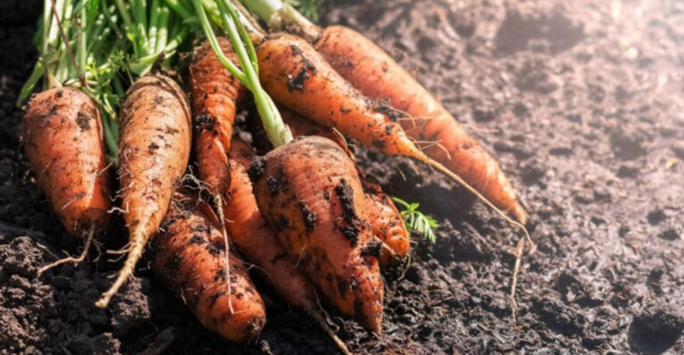 17 Vegetables That Struggle in Florida’s Humid Climate (And What Thrives Instead)