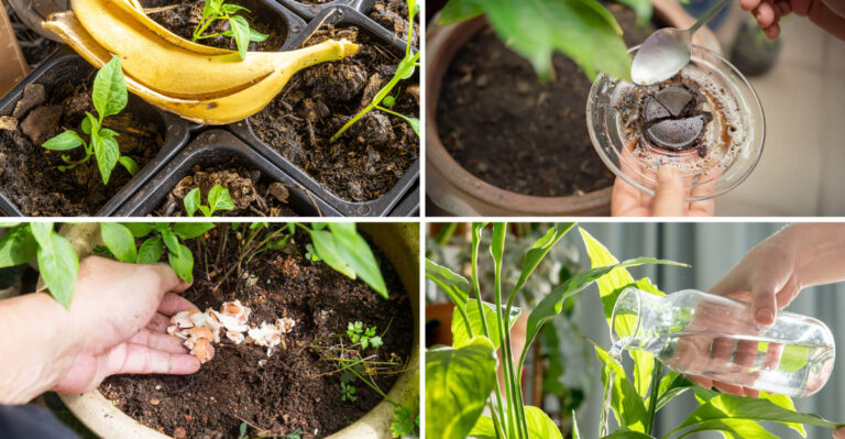 17 kitchen items that will help peace lilies grow ‘bigger and better blooms’