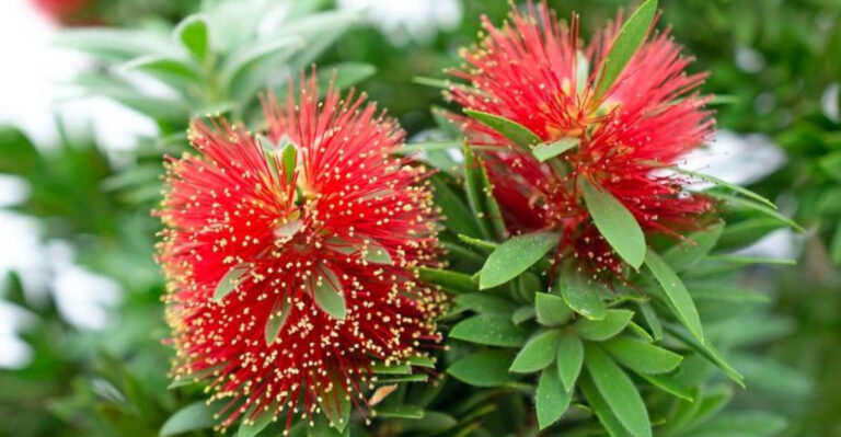 18 Drought-Tolerant Plants That Are Perfect for California Front Yards