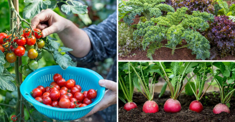 18 Easiest Vegetables to Grow and 8 That Only Experts Should Attempt