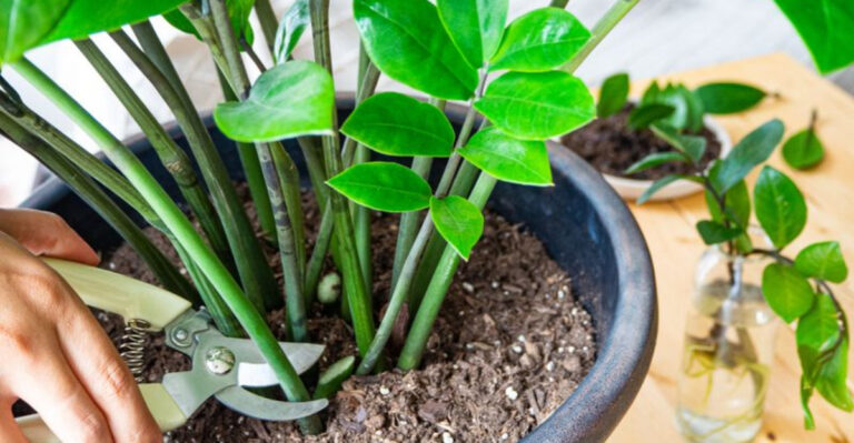18 Easy-To-Grow Houseplants You Can Grow from Just a Single Leaf
