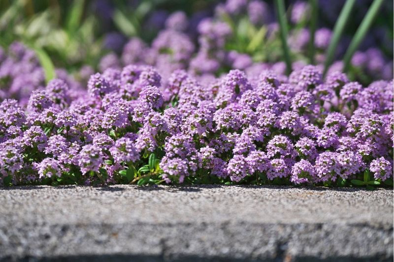 Creeping Thyme