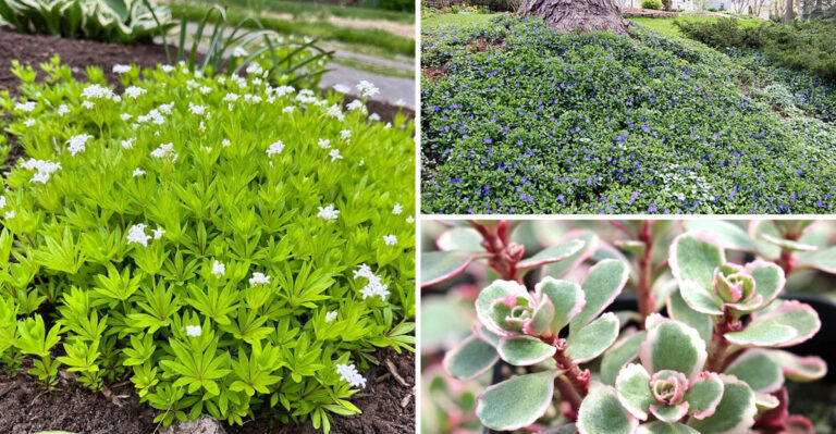 18 Fast-Growing Ground Covers That Choke Out Weeds