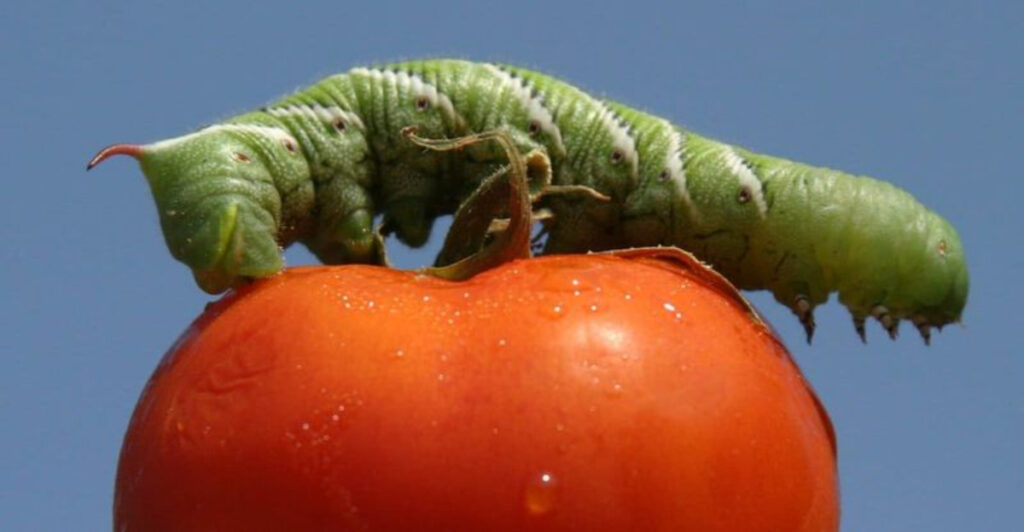 Tomato plants infested with late summer garden pests in North Carolina backyard