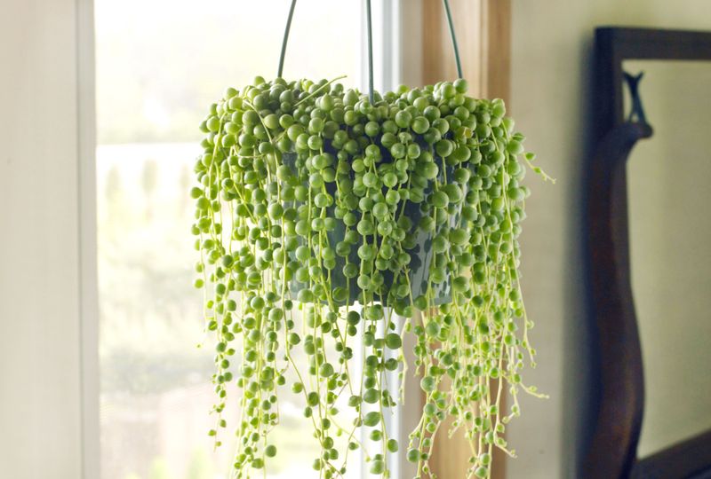String of Pearls (Senecio rowleyanus)