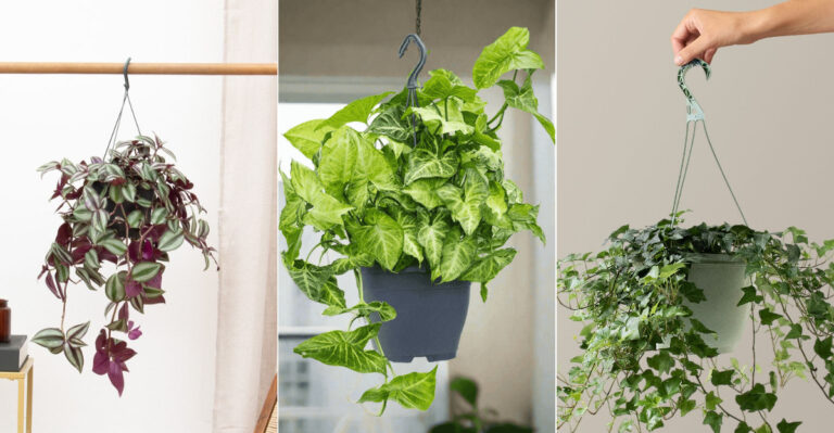 18 Hanging Plants That Turn Your Space into a Jungle