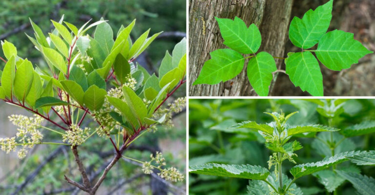 18 Harmful Weeds You Should Never Touch with Bare Skin