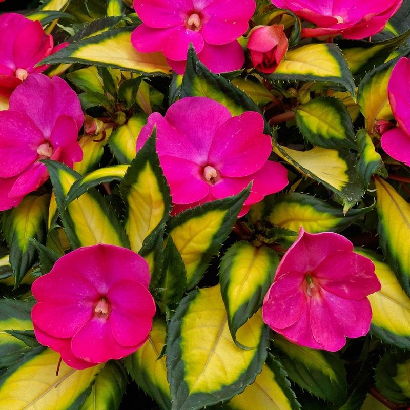 SunPatiens Compact Tropical Rose
