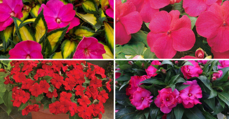 18 Impatiens That Bloom Nonstop With Almost No Effort