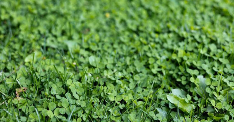 18 Natural Lawn Treatments That Actually Work