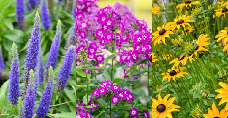 18 Perennials To Divide In July For Next Year’s Glory