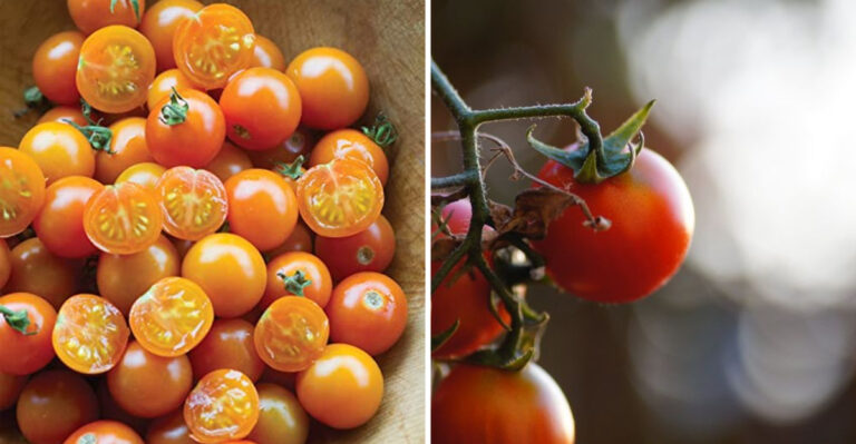 18 Secret Cherry Tomato Facts That Master Gardeners Don’t Share