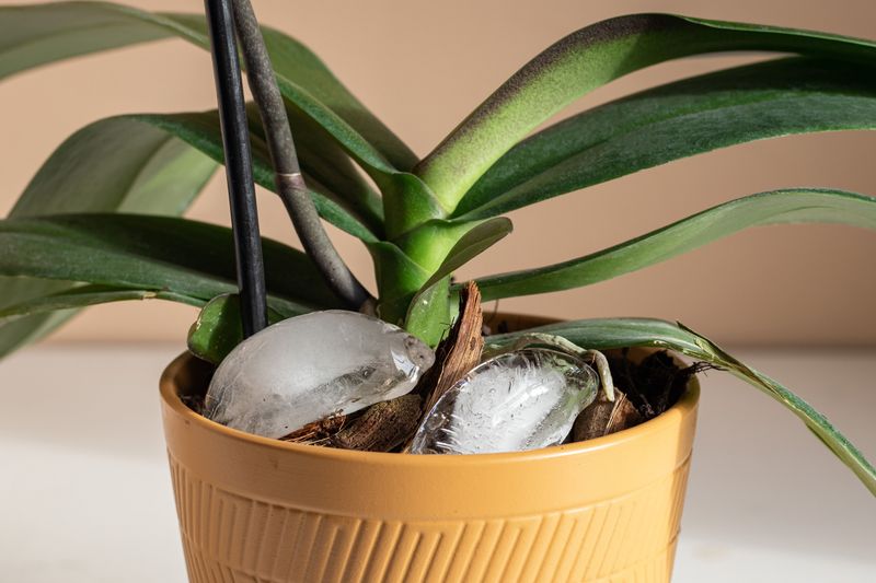 Ice Cube Watering for Orchids