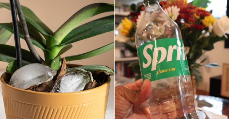 18 TikTok Plant Hacks We Tried—Here’s What Actually Works