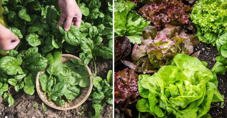 18 Vegetables That Don’t Mind the Shade (and Still Grow Well)