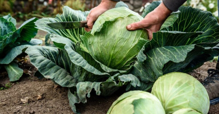 18 Vegetables That Thrive in Illinois Spring Gardens (Even With Late Frost)