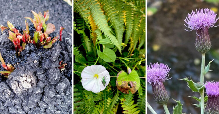 18 Weeds that kill your favorite plants