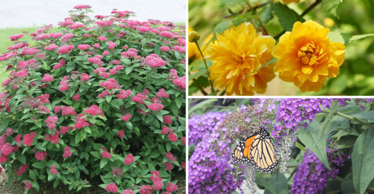 18 easy-care – but forgotten – shrubs for beautiful blossom