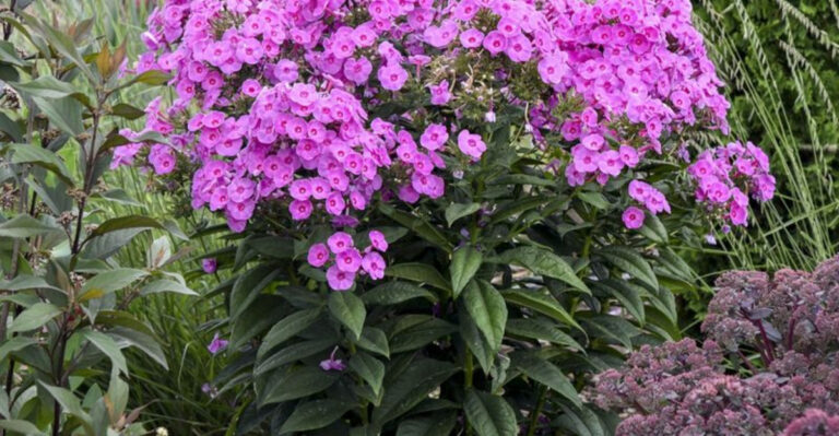 18 long flowering plants that bloom from summer until the first frost