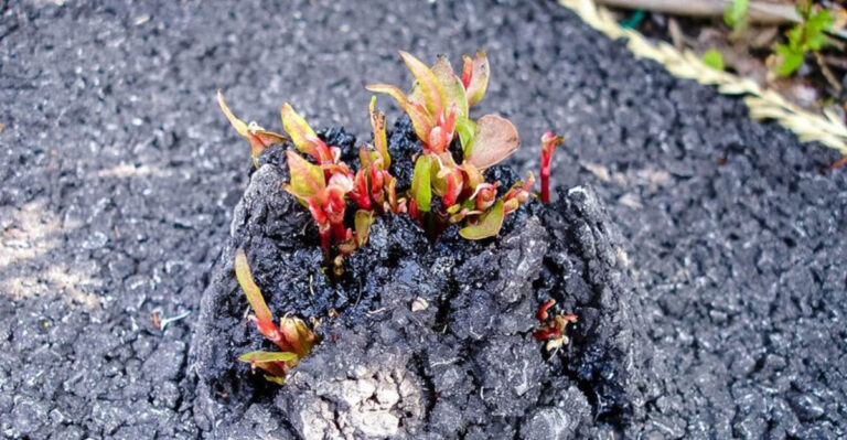 19 Beautiful Plants Hide a Dark Secret – They Never Stop Growing