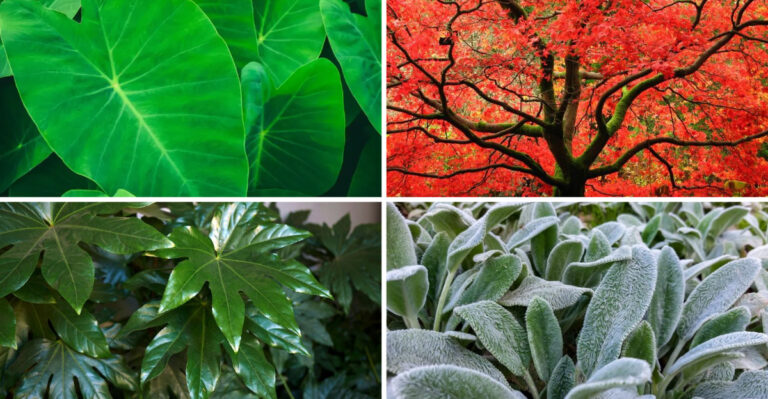 19 Flowering Plants That Look Beautiful Even When They’re Not in Bloom