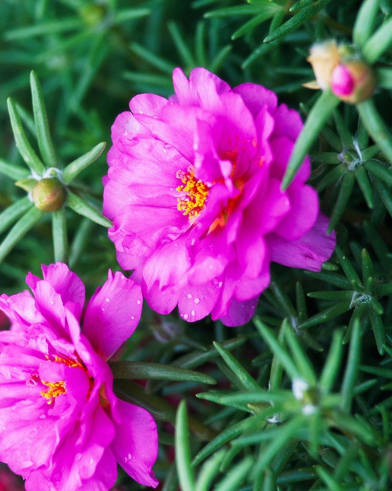 Portulaca (Moss Rose)